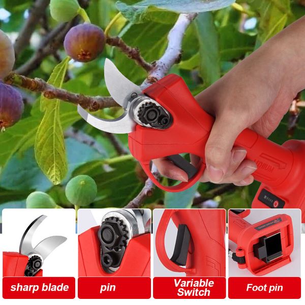 WHIZZPRUNER4