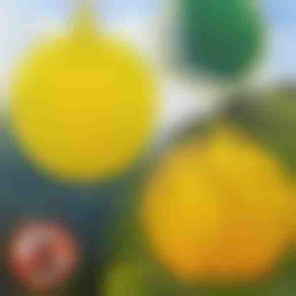 Capcane suspendate pentru muște, set de 6 | BUGIORB