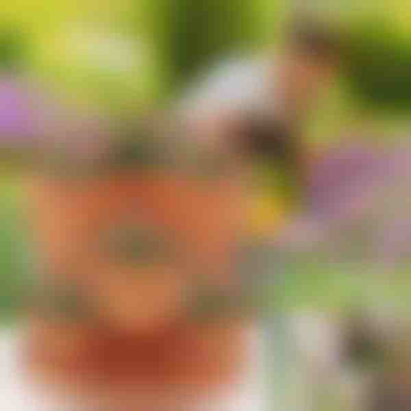 Ghivece suprapuse pentru flori (3x bucăți) | PLANTUP