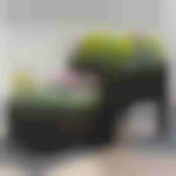 Cutie pentru grădinărit | BOTANITKO